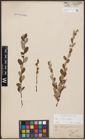 Foto von Salix aurita L. x Salix repens L.